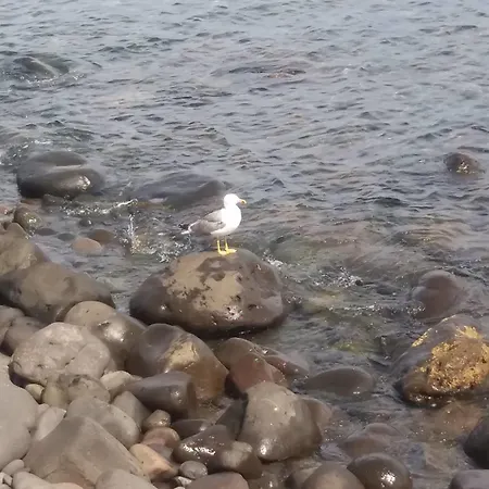 בית הארחה La Rosa